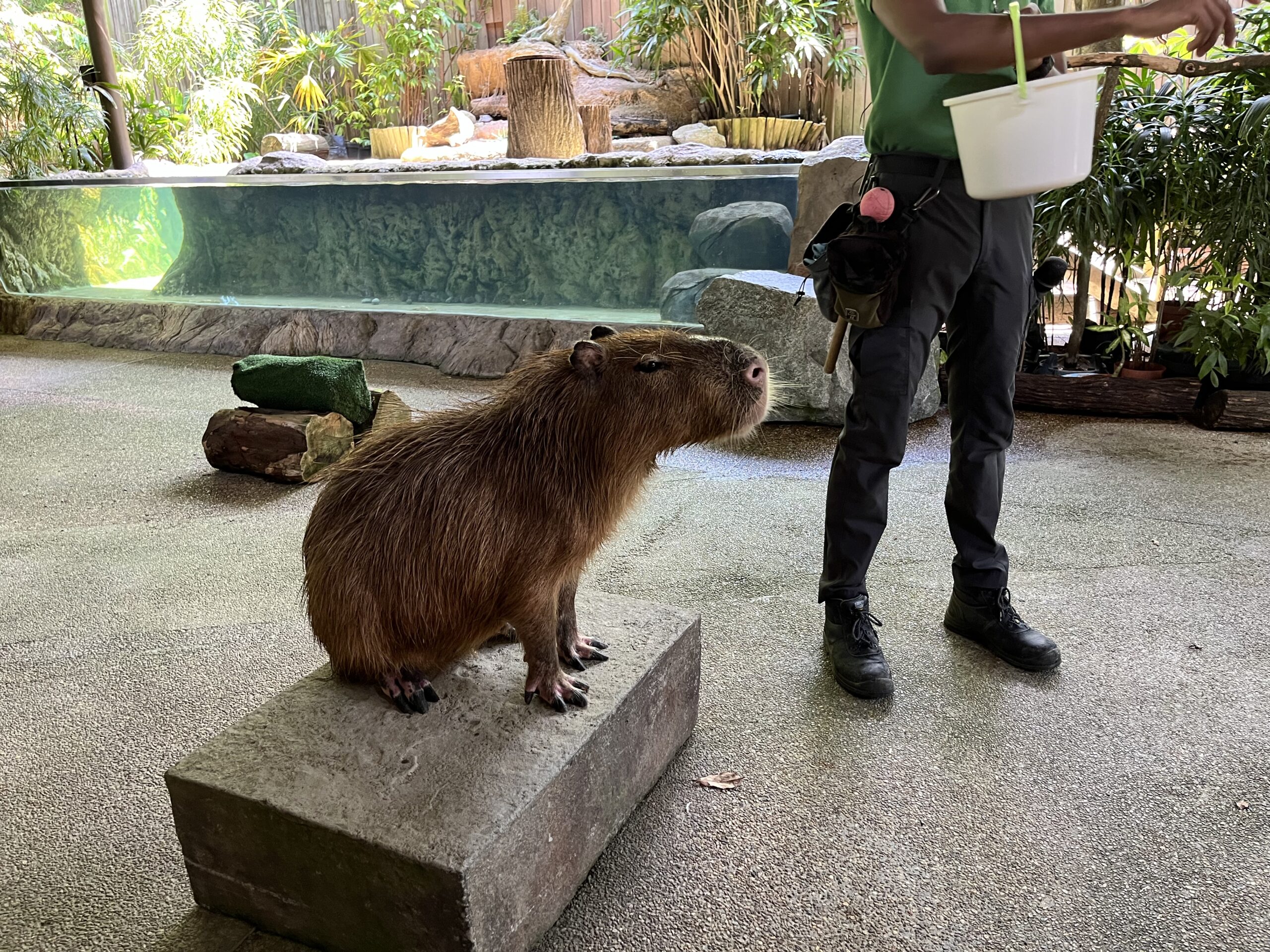 シンガポール　リバーサファリ　リバーワンダー