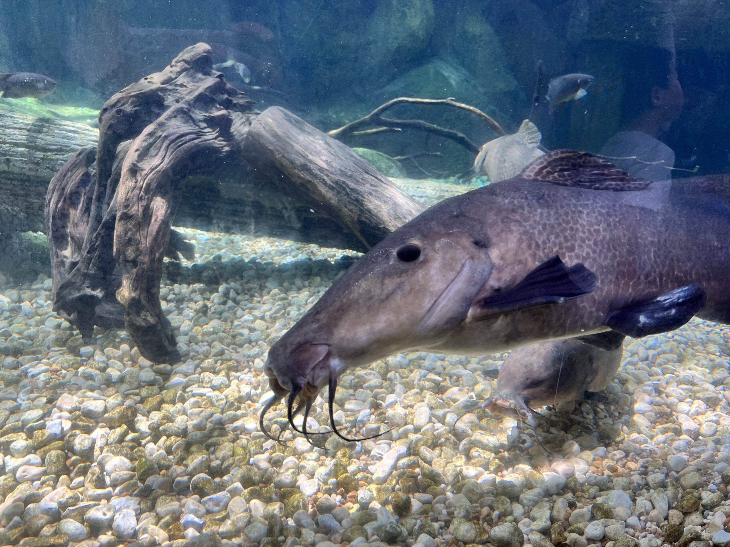 シンガポール　リバーサファリ　リバーワンダー