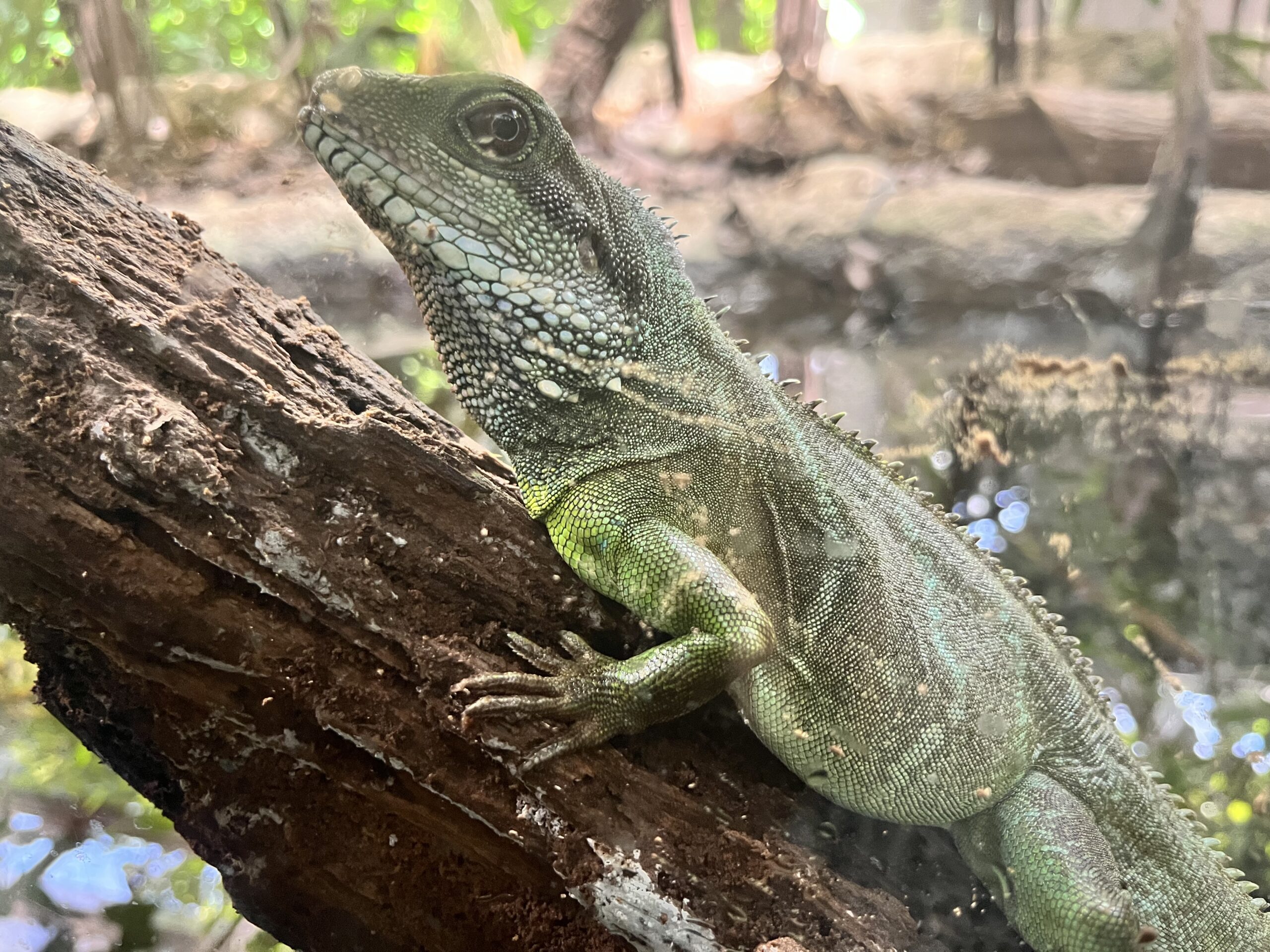 シンガポール　リバーサファリ　リバーワンダー