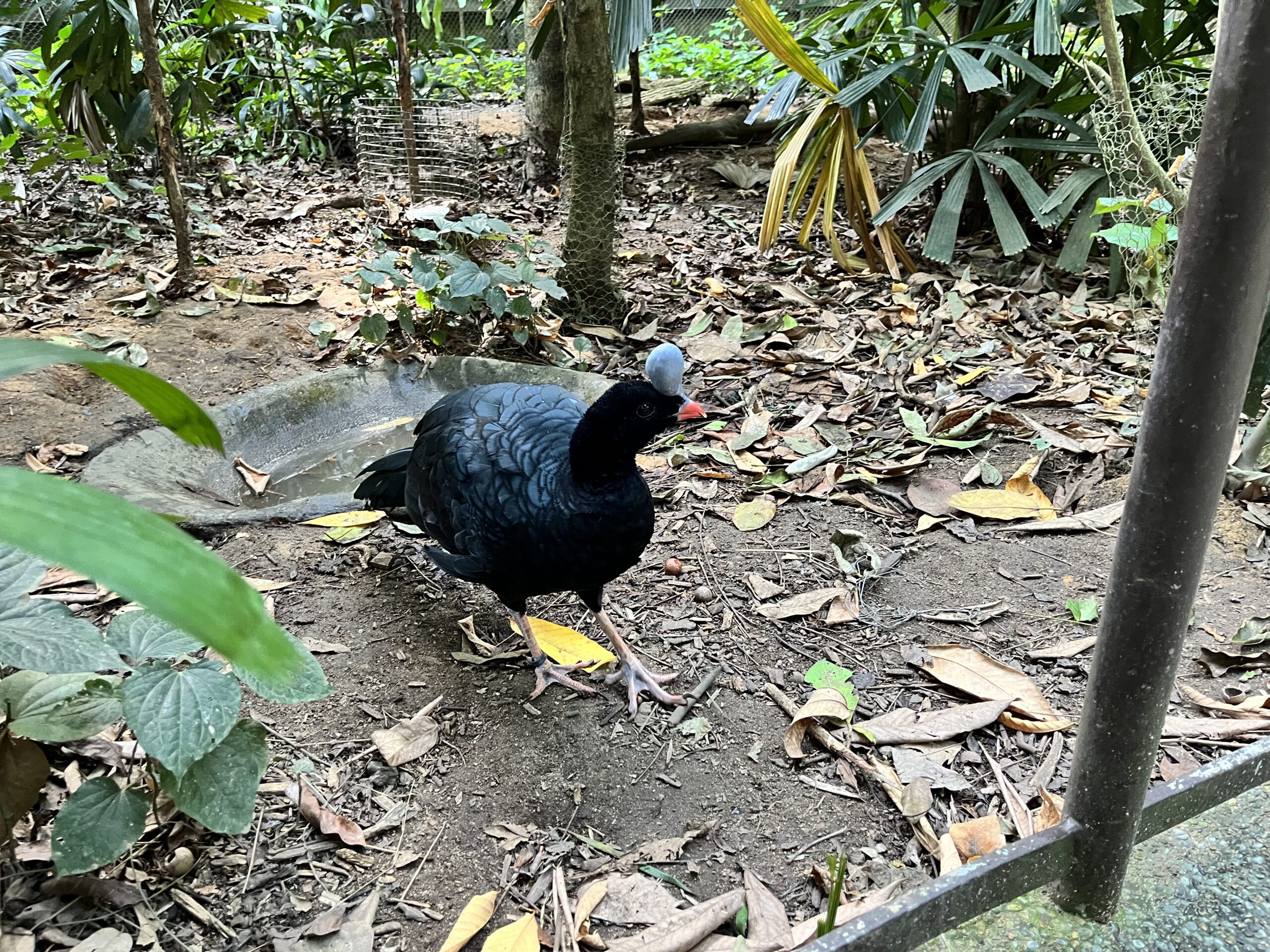 シンガポール　リバーサファリ　リバーワンダー