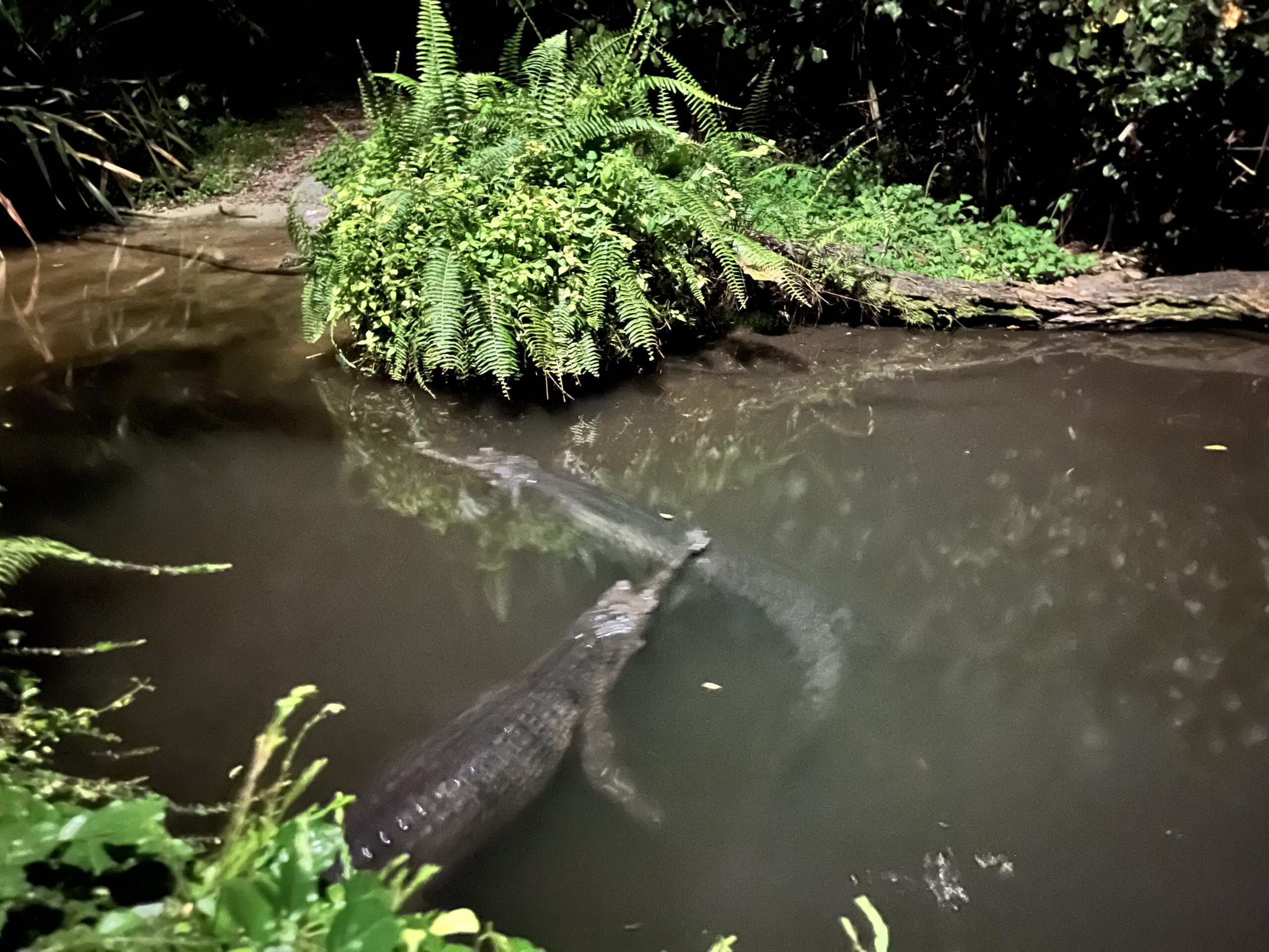 シンガポール　ナイトサファリ