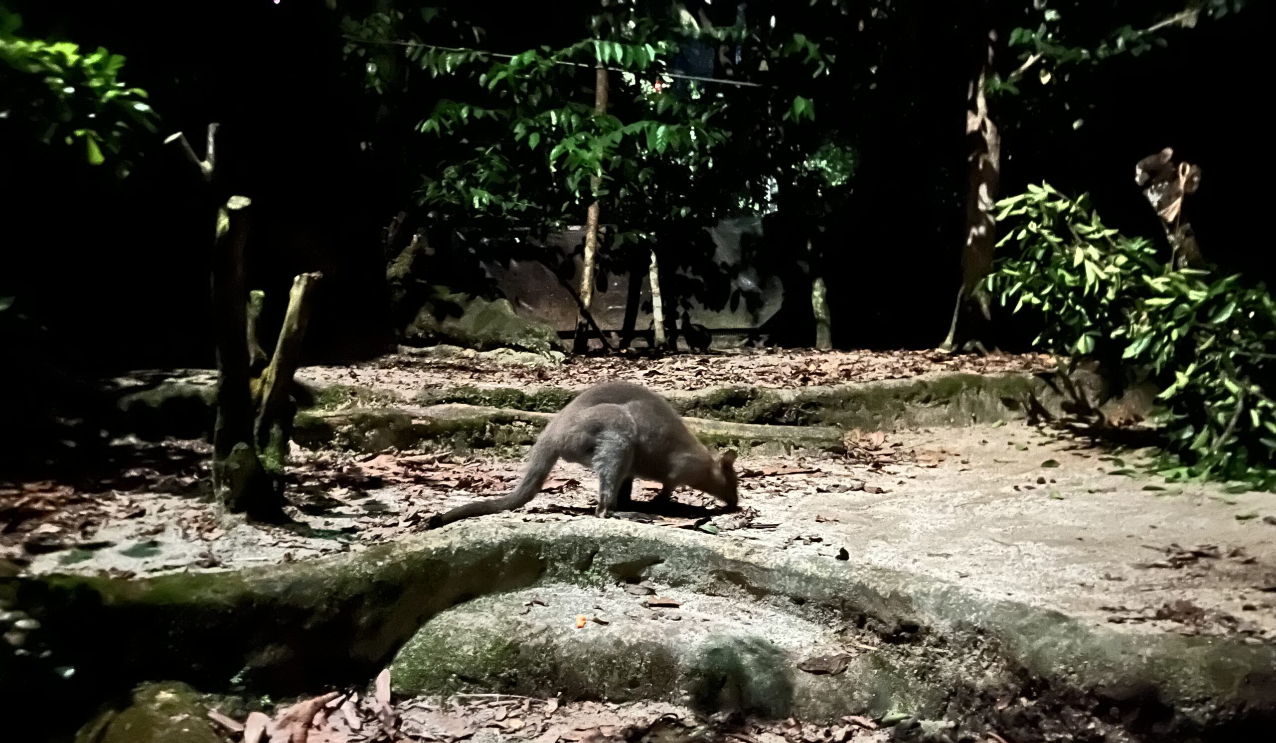 シンガポール　ナイトサファリ